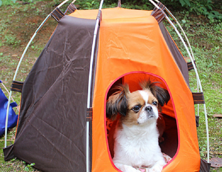 dog tent camping