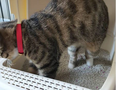 petsmart bulk cat litter