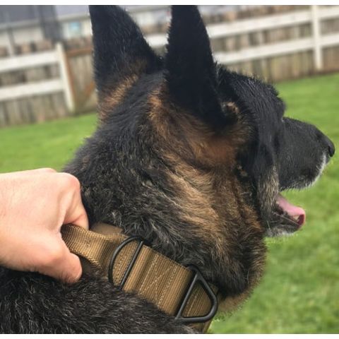 Personalized Tactical 1.5 Dog Collar - Basic