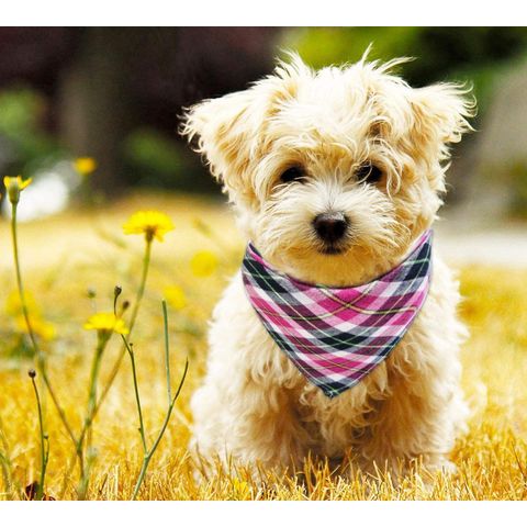 8 bandanas reversibles para perros con estampado de flores diseño