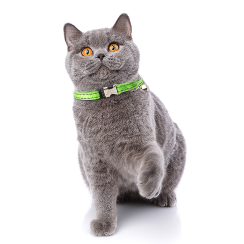 Cat Collar with Bell Luminous Cats Collars Necklace Safety Glow Neck Ring  Reflective Cat Accessories