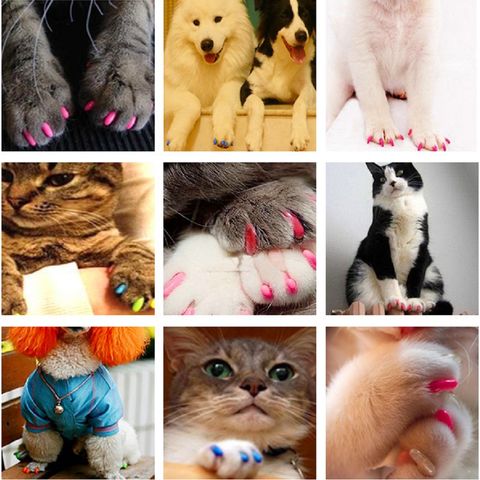 https://p.globalsources.com/IMAGES/PDT/B5265138409/Pet-Grooming-Accessory.jpg