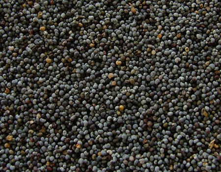 Com Afghan Blue Poppy Seeds 50 000 seeds ! 