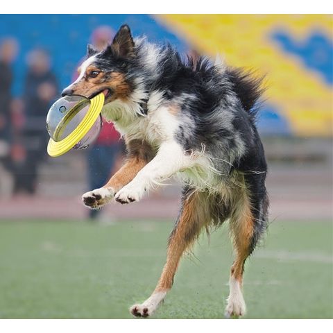 Interactive Flying Disk Ball Dog Toy Flying Discs Football Toys With Grab  Tabs Pet Toy Flying Saucer Ball For Dogs Interactive Outdoor Flying Ball Dog