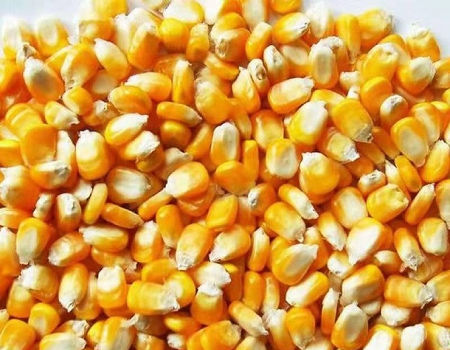 Yellow Corn / Yellow Maize For Animal Feed And Human Consumption supplier