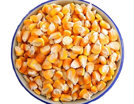Yellow Corn / Yellow Maize For Animal Feed And Human Consumption supplier