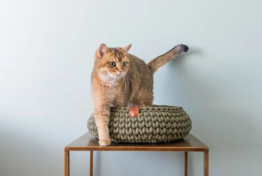 Chunky yarn crochet pet bed soft woven dog bed pet arm knit giant chunky braid cotton tube cave bed supplier
