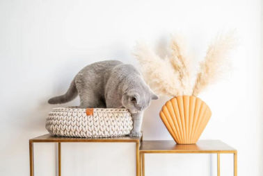 Chunky yarn crochet pet bed soft woven dog bed pet arm knit giant chunky braid cotton tube cave bed supplier