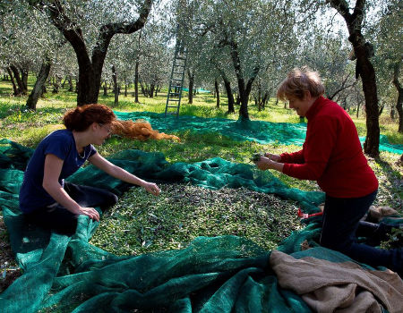 Kaufen Sie China Grohandels-Macadamia-nuss-bume Fangen Die Nuss-plastik  Netze, Die Fr Oliven Netze Fr Die Netto Ernte Der Oliven Verwendet Werden  und Olivenbaum Sammeln Netting zu einem Preis von $2.55 USD | Global