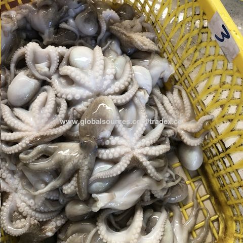 Pulpo congelado barato del bebé/pulpo grande del tamaño con precio competitivo