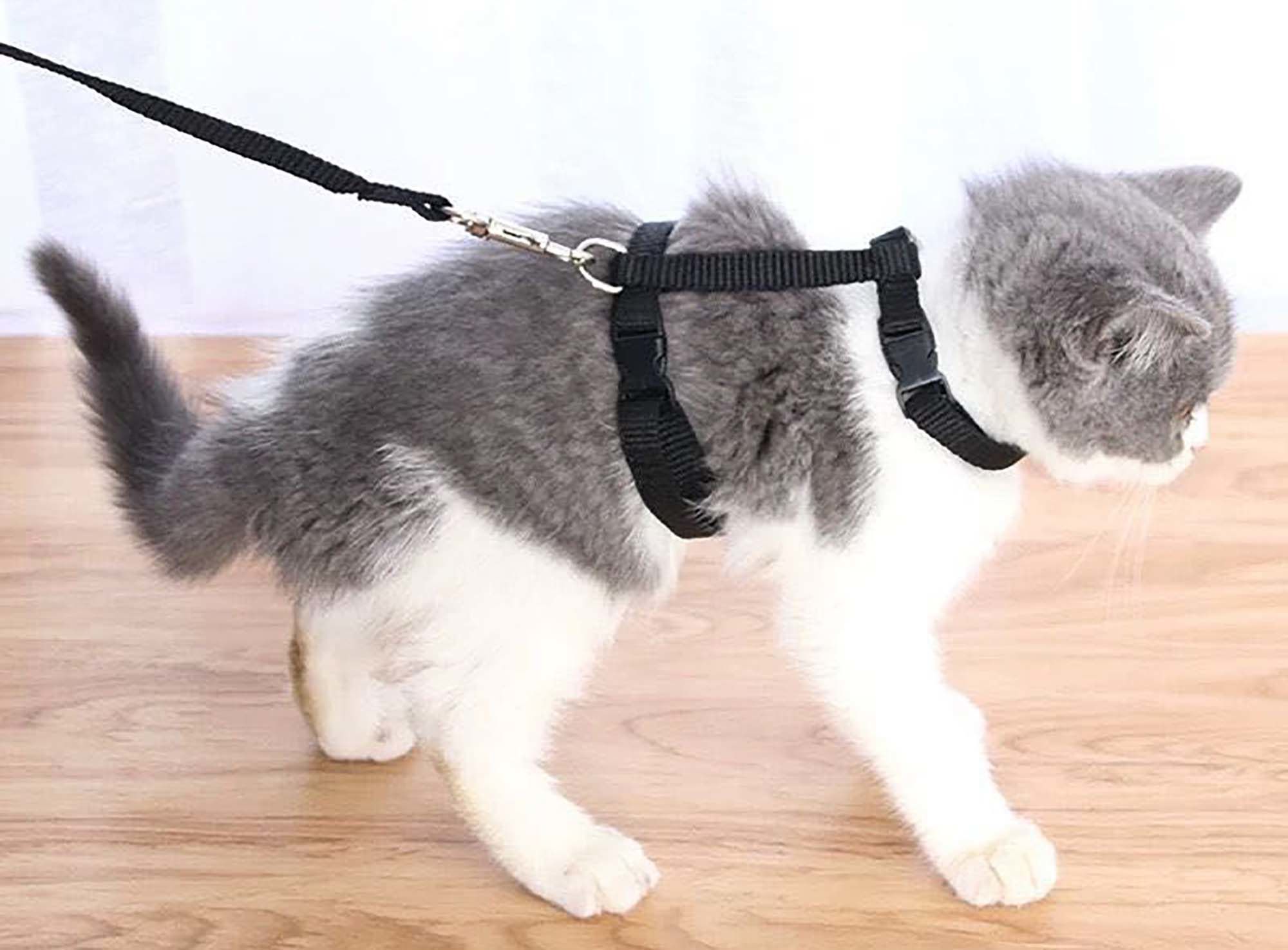 Buy Wholesale China Walking Dog Rope, Walking Cat Belt, Small Dog