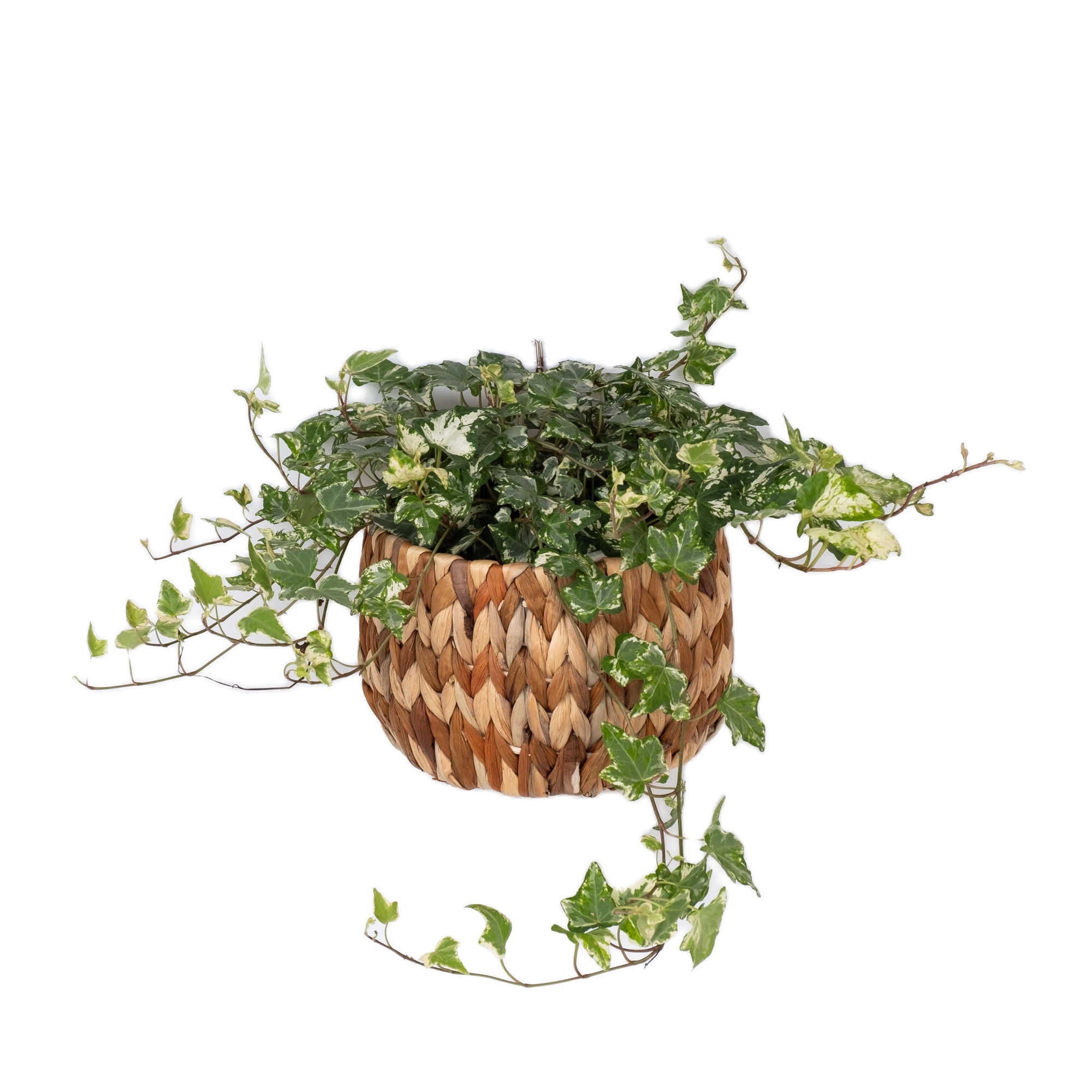 Oem/odm Water Hyacinth Wall Hanging Basket Planter For Indoor Plants ...