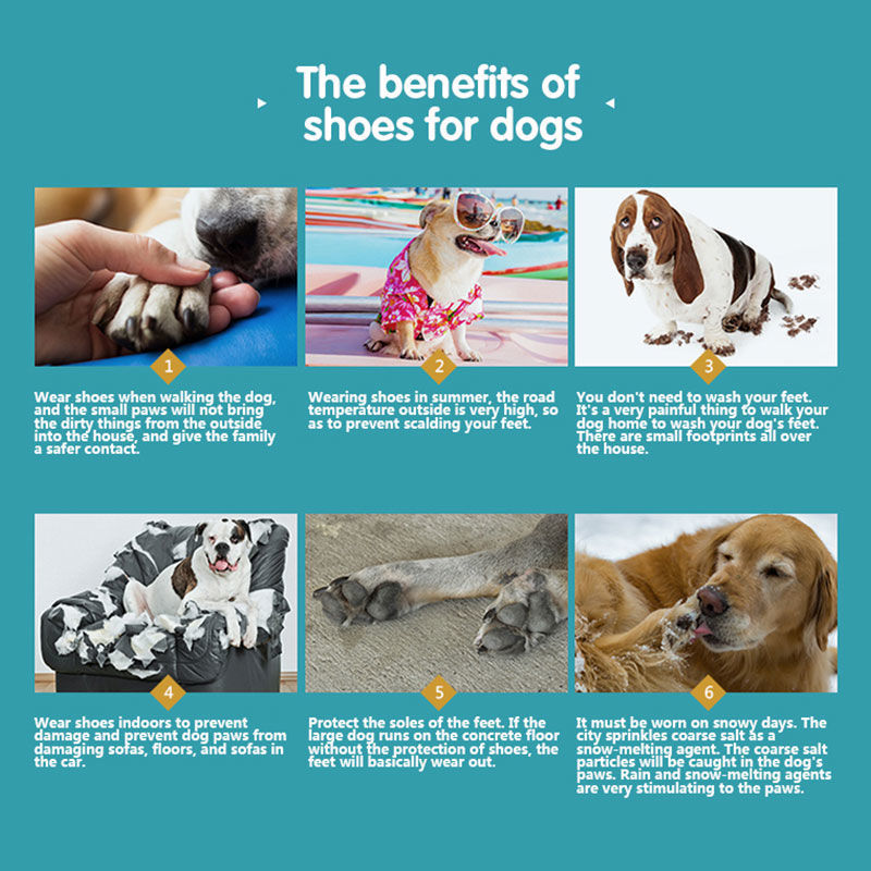 Does Your Dog Need Dog Shoes?  Dog Shoes for Summer & Winter