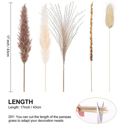 Pampas Grass Dried Hot Pink - Wholesale - Blooms By The Box