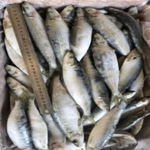 Wholesale Frozen Sardine Bait Fish - Buy Thailand Wholesale Wholesale  Frozen Sardine Bait Fish $150
