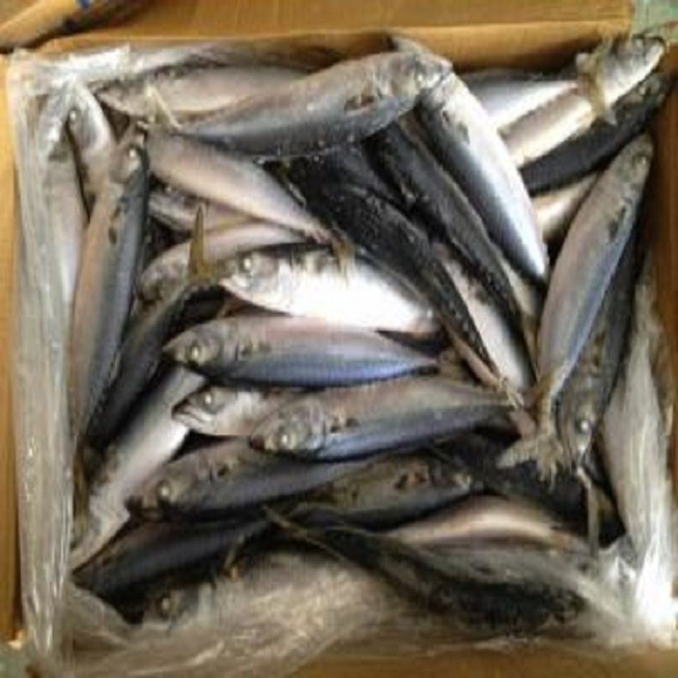 Buy Wholesale Thailand Frozen Whole Horse Mackerel Fish & Frozen Whole ...