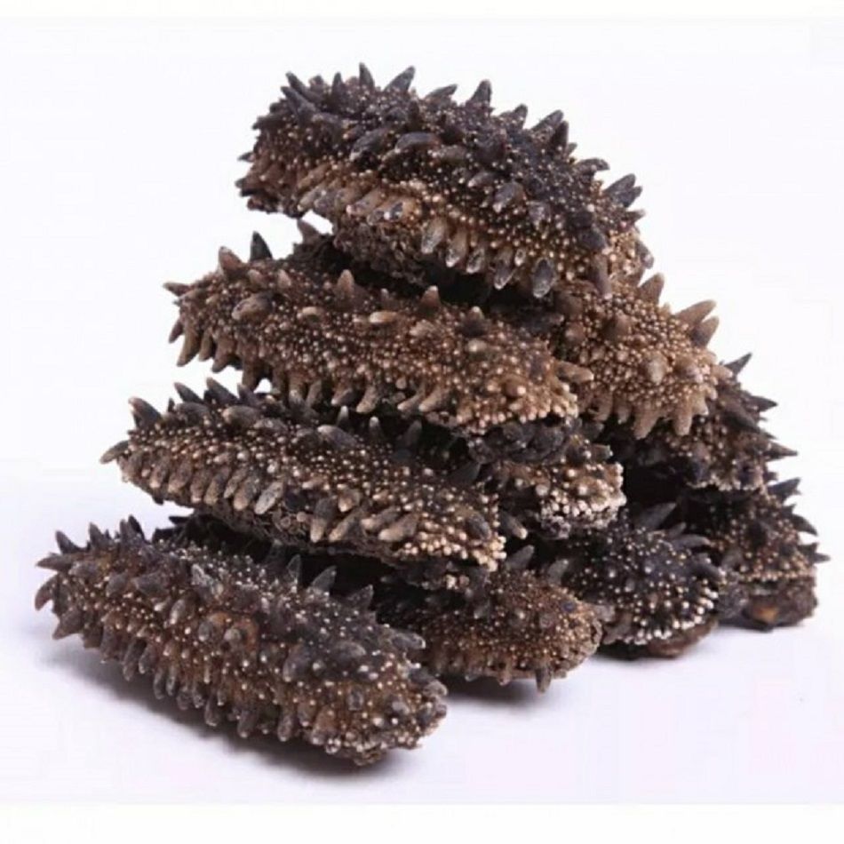 Buy Thailand Wholesale Frozen Sea Cucumber / Dried Sea Cucumber
