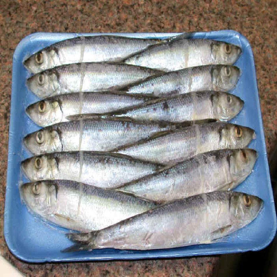 Buy Wholesale Thailand Factory Price Frozen Herring Bait Fish & Factory  Price Frozen Herring Bait Fish at USD 80