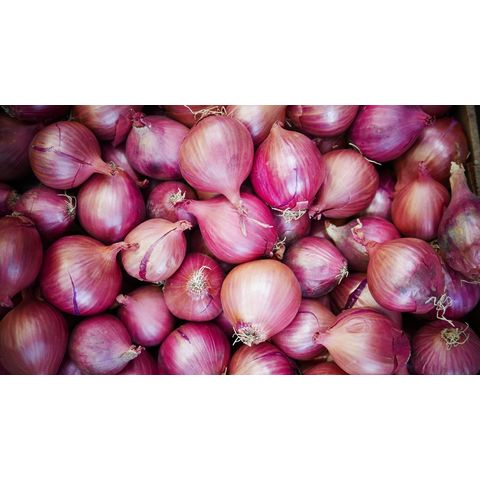 Fresh Onion Red Organic, Onions