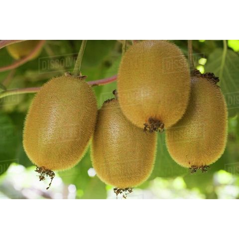 Organic Kiwi