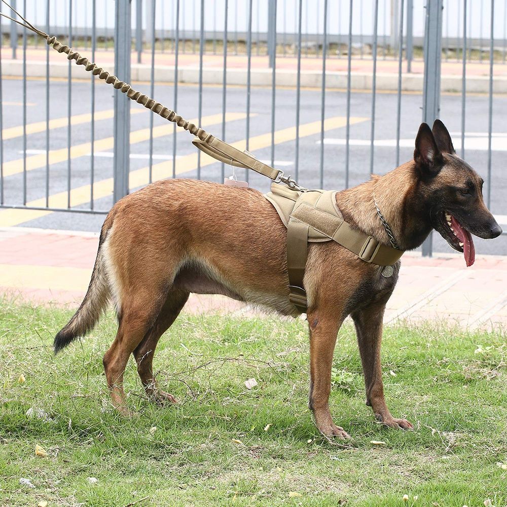 Ensemble collier et laisse pour chien avec boucle en métal pour chiens de  taille moyenne et robuste avec poignée réglable en nylon collier de , kaki  L