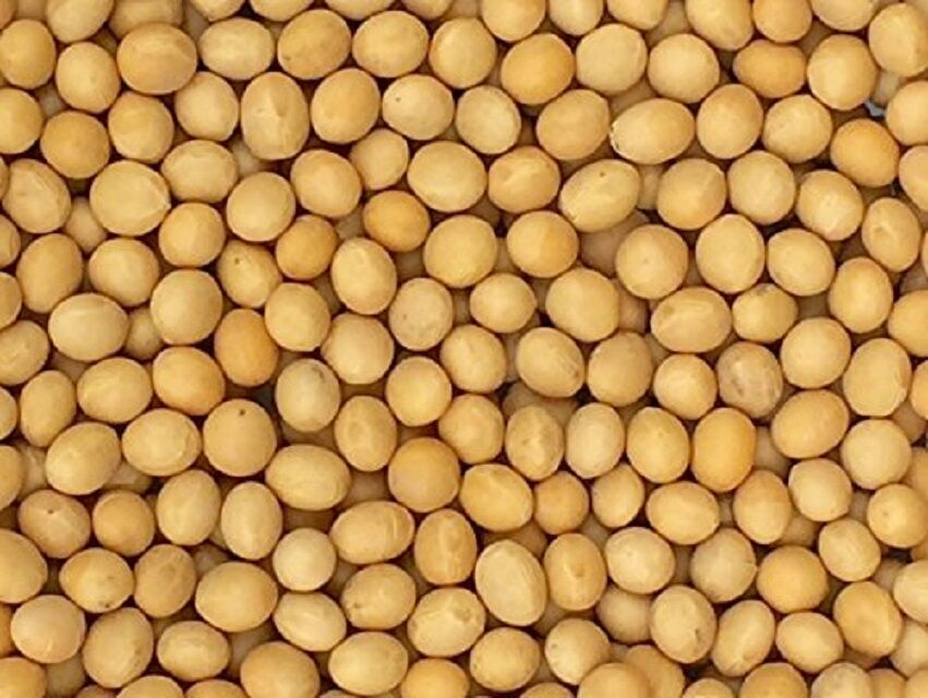 Buy Wholesale South Africa Non-gmo Soya Beans For Sale Yellow Soybeans ...