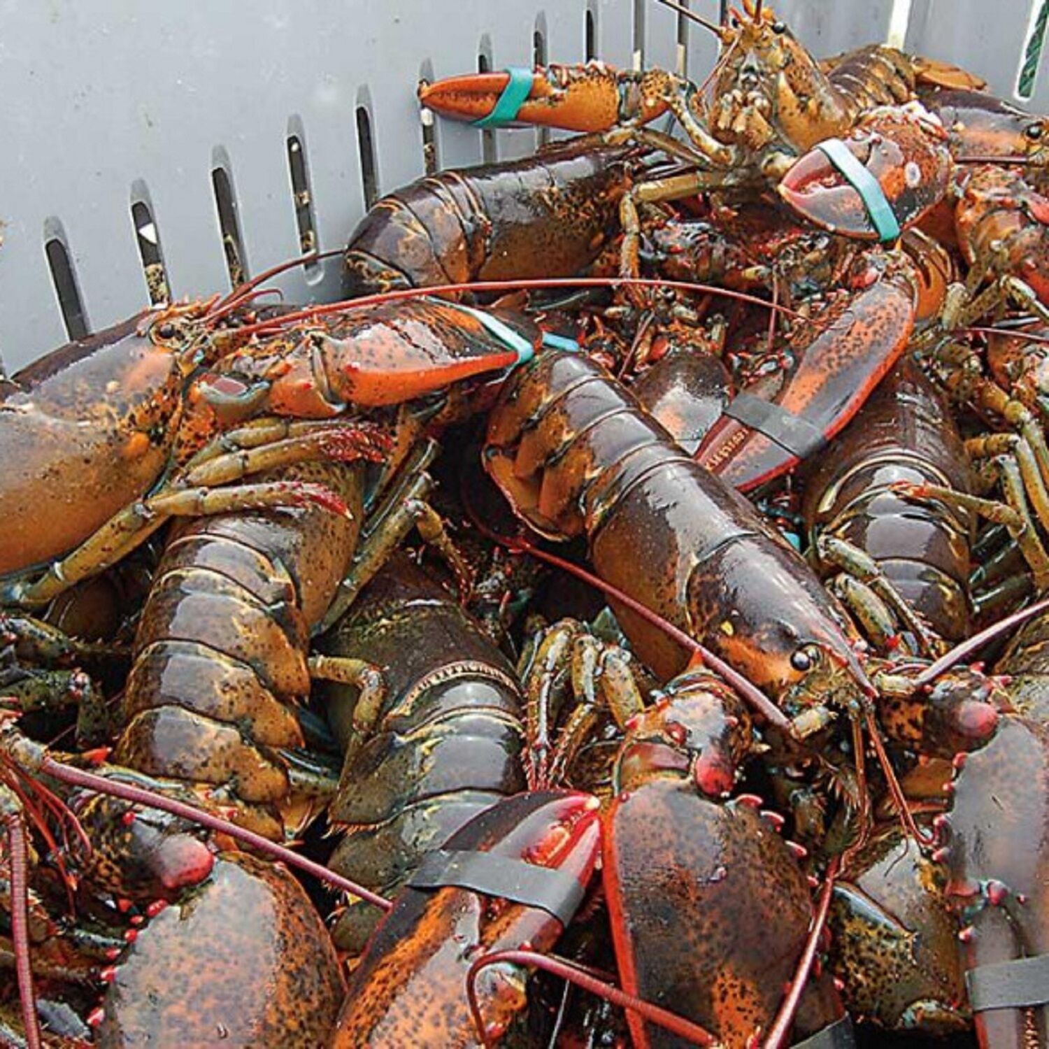 Factory Direct High Quality Thailand Wholesale Frozen Lobster Frozen