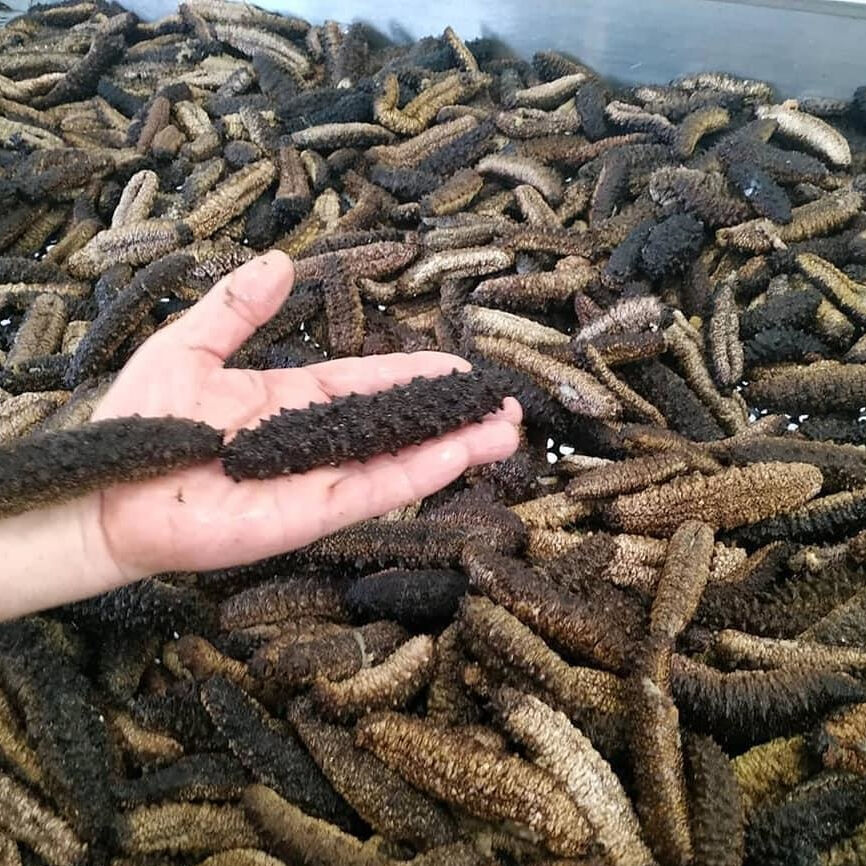 Buy Wholesale South Africa Cheap Dried Sea Cucumber / Supplier Of Dried