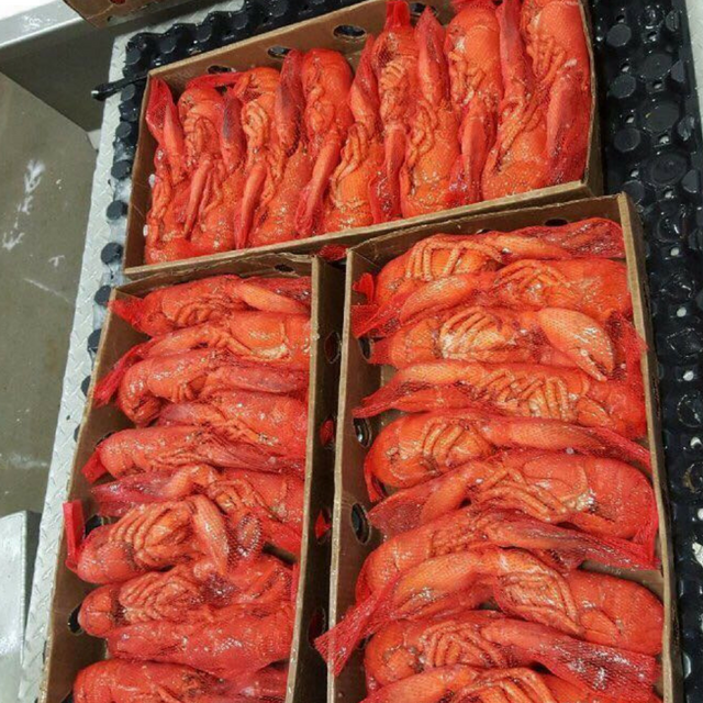 Buy Wholesale South Africa Frozen Lobster Bamboo Tails / Frozen Lobster ...