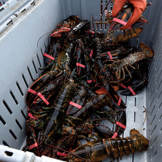 Buy Wholesale South Africa Frozen Lobster Bamboo Tails / Frozen Lobster ...