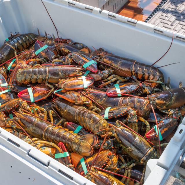 Buy Wholesale South Africa Frozen Lobster Bamboo Tails / Frozen Lobster ...