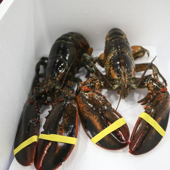Buy Wholesale South Africa Frozen Lobster Bamboo Tails Frozen Lobster Tail For Sale Alive