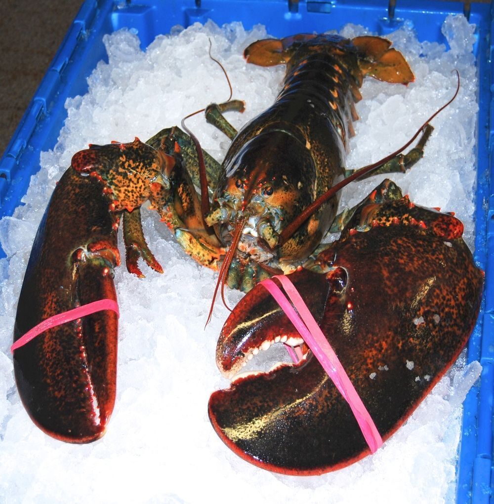 Buy Wholesale South Africa Frozen Lobster Bamboo Tails / Frozen Lobster