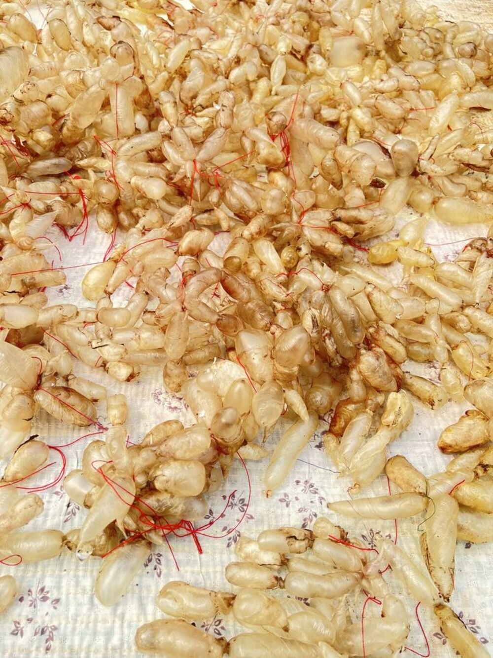 Buy Wholesale Canada Dried Cod Fish Maw With Quality Export/norway Dried Cod Fish Maw & Dried