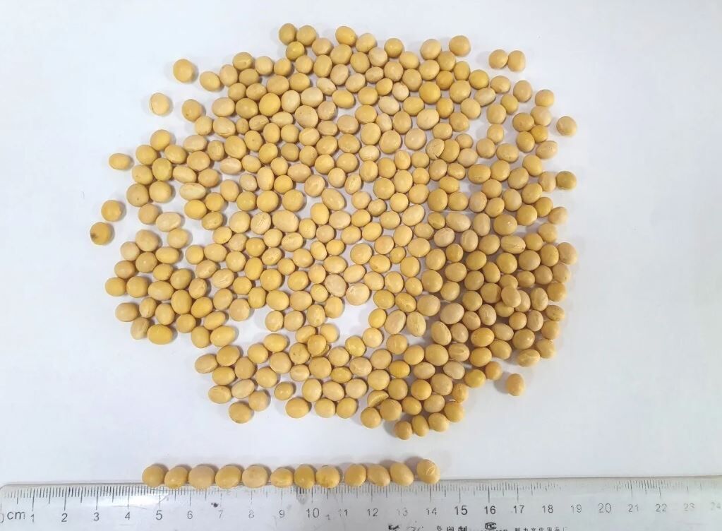 Buy Wholesale Canada Best Quality Natural And Non Gmo Yellow Soybean