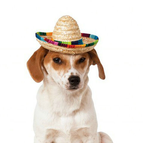 Dog Cowboy Hats for small pets