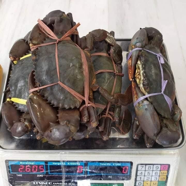 Buy Wholesale Thailand Live Mud Crab & Crab At Usd 10 