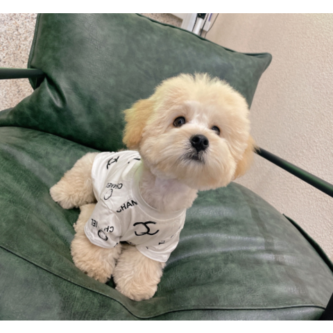 Buy Wholesale China Factory In Stock Cc Logo Dog Luxury