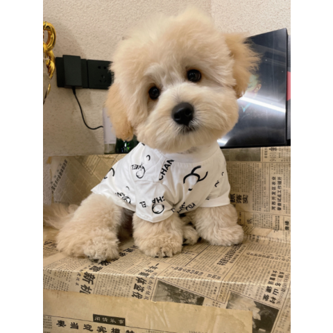 Louis Vuitton dog tracksuit,pet clothes - China Louis Vuitton dog tracksuit,pet  clothes Supplier,Factory - Guangzhou… in 2023