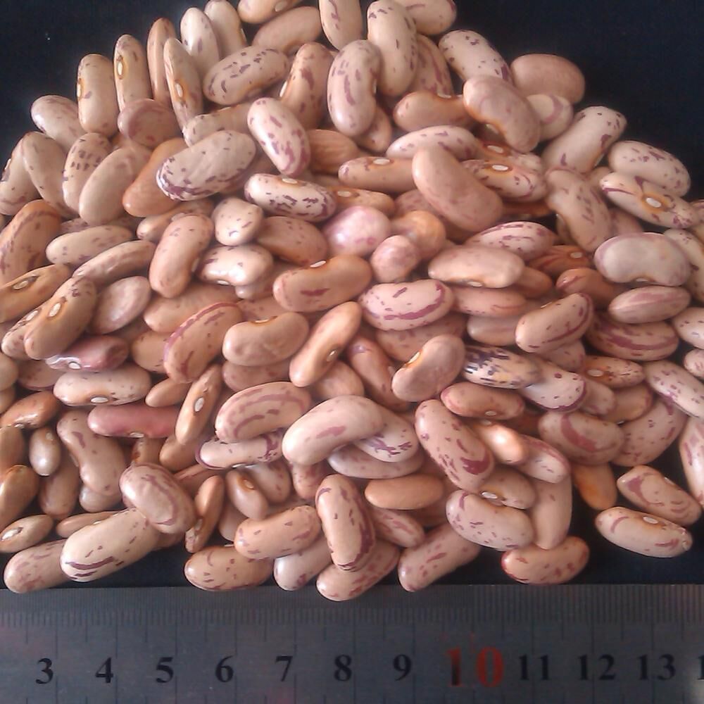 Buy Wholesale Thailand Wholesale Kidney Beans & Kidney Bean at USD 600