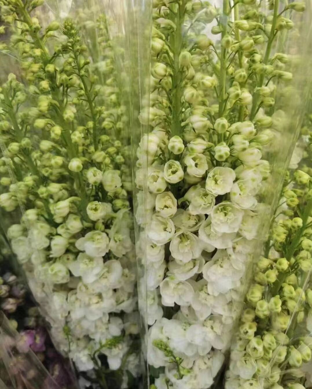 Favorito Corajoso Do Jardim Do Delfínio Azul Da Espora Imagem de Stock -  Imagem de gado, perene: 118575199, image size:1078x1344