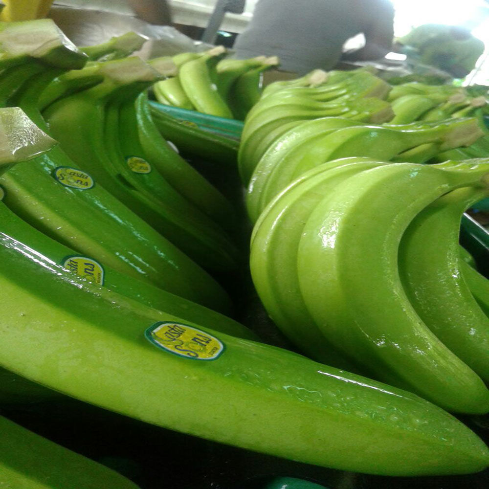 Buy Wholesale Germany Bananas/cavendish Bananas/fresh Bananas/fresh ...