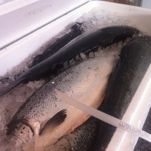 Buy Wholesale South Africa Wholesale Atlantic Salmon Fish From Norway