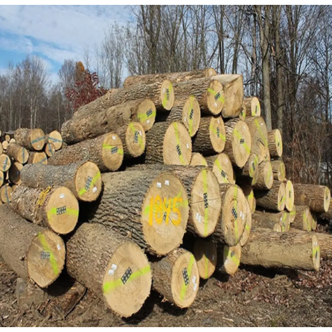 Buy Wholesale United States Square Round Logs ,hard Maple Wood Log, Spruce  Timber Round Logs & Maple Logs at USD 7.66