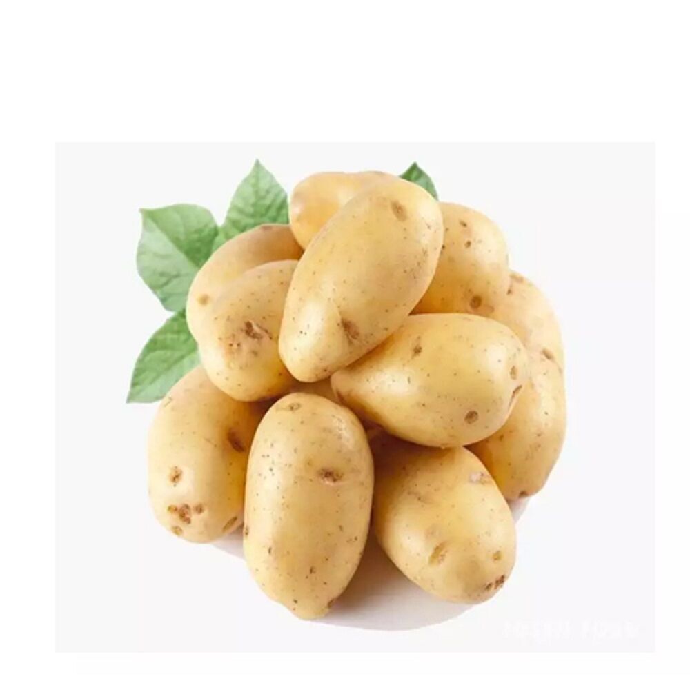 Buy Wholesale Canada Fresh Potatoes Export Wholesale At The Best Price ...