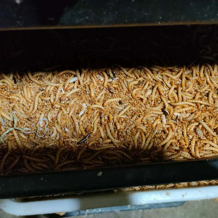 Buy Wholesale China Esschert Design Zya104 Gmp 150g Dustfree 100