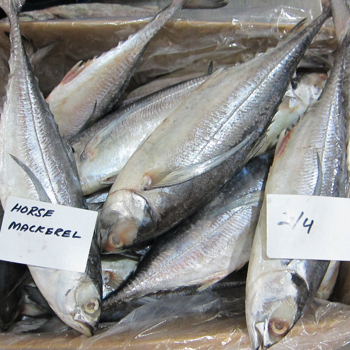 Buy Wholesale South Africa Frozen Horse Mackerel, Pacific Mackerel
