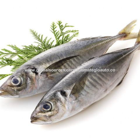 Pescado congelado al por mayor Pacific Mackerel 200-300g, 300-500g