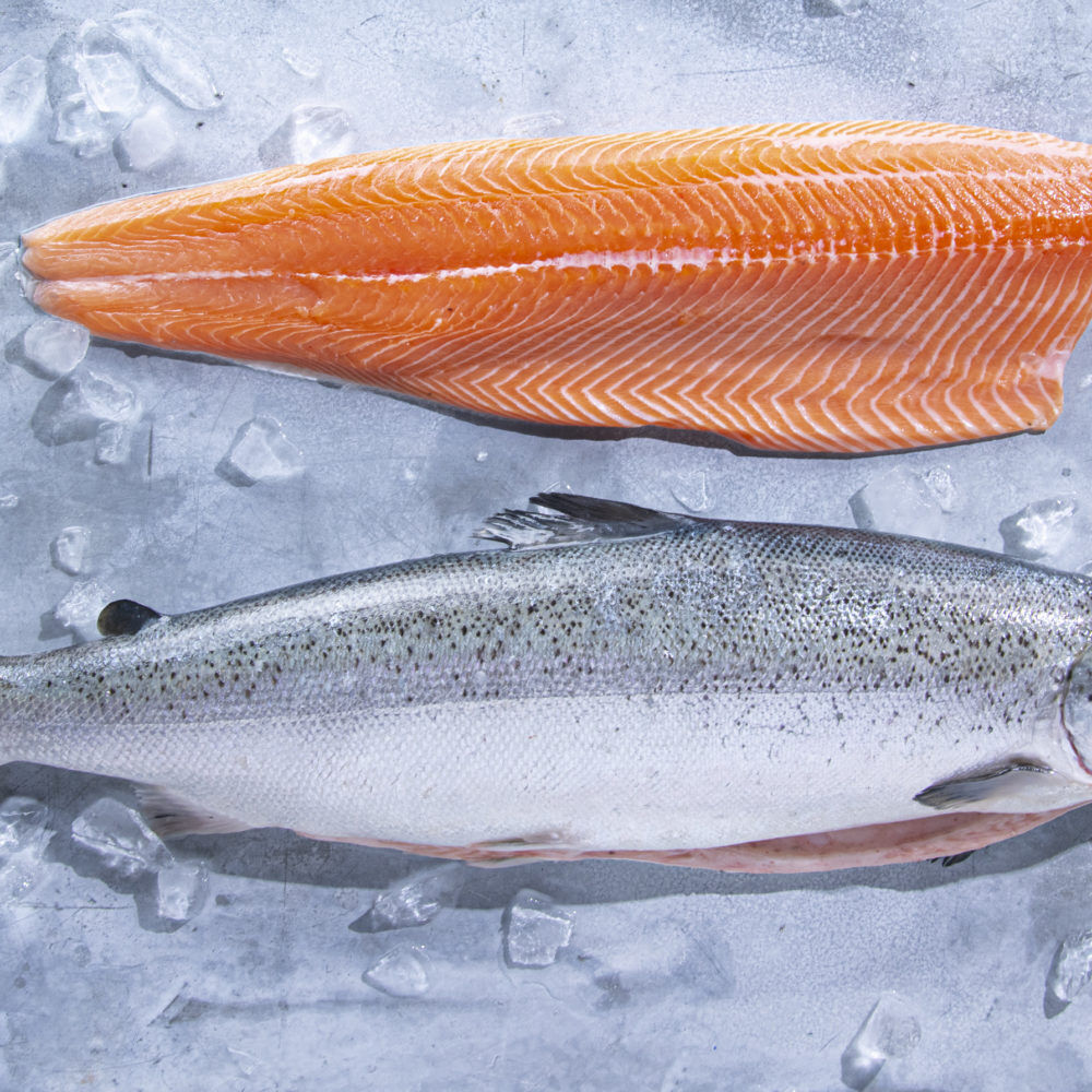 Buy Wholesale Belgium High Quality Wholesale Bulk Seafood Fresh Salmon