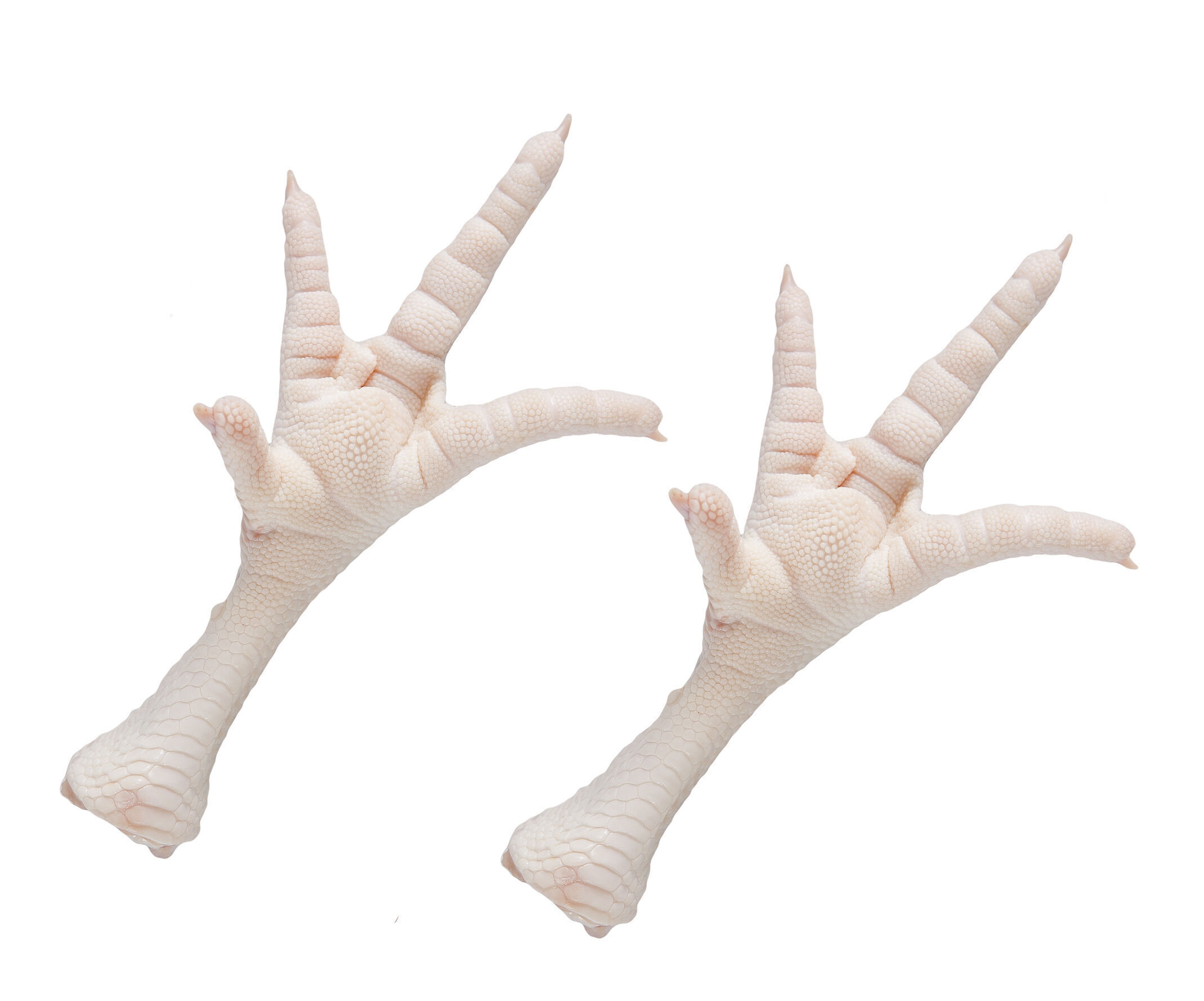 buy-wholesale-canada-frozen-chicken-foot-for-sale-frozen-chicken-feet